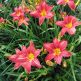 Crin Hemerocallis Cherry Cheeks