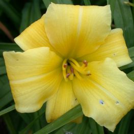 Crin Hemerocallis Eenie Weenie