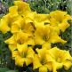 Crin Hemerocallis Eenie Weenie