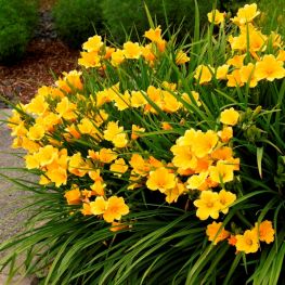Crin Hemerocallis Stella de Oro