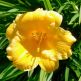 Crin Hemerocallis Stella de Oro