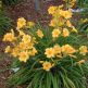 Crin Hemerocallis Stella de Oro