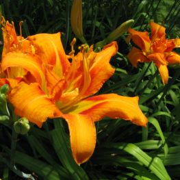 Crin Hemerocallis fulva Kwanso