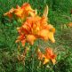 Crin Hemerocallis fulva Kwanso