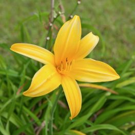 Crin Galben Hemerocallis lilioasphodelus