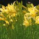 Crin Galben Hemerocallis lilioasphodelus