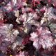Heuchera Amethyst Myst