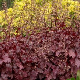Heuchera Amethyst Myst