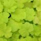 Heuchera Citronelle ®