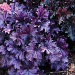 Heuchera Forever Purple ®