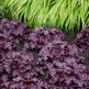 Heuchera Forever Purple ®