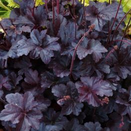 Heuchera Obsidian ®