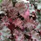 Heuchera Purple Petticoats