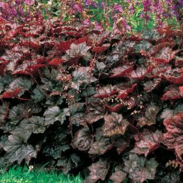 Heuchera Palace Purple