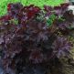 Heuchera Palace Purple