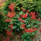 Heuchera Leuchtkäfer