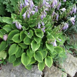 Crin de toamna Hosta Golden Tiara