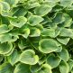 Crin de toamna Hosta Golden Tiara