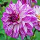 Dalia Seduction