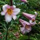 Crin Pink Perfection