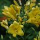 Crin Royal Gold