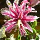 Crin Magic Star