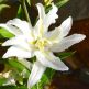 Crin Polar Star