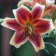 Crin Red Dutch