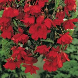 Begonia Pendula Rosso Scuro