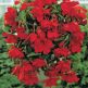 Begonia Pendula Rosso Scuro