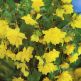 Begonia Pendula Giallo