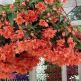 Begonia Pendula Salmone