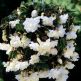 Begonia Pendula Bianco