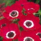 Anemone Hollandia