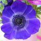 Anemone Mr Fokker