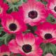 Anemone Sylphide