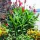 Canna Giant Red