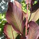 Canna Indica Purpurea
