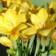 Frezie Single Yellow