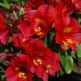 Crin Peruvian Andes Red