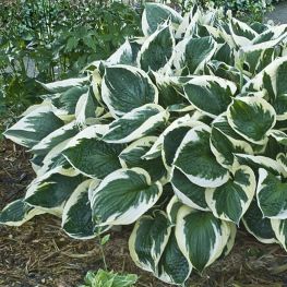 Crin de toamna Hosta Minute Man