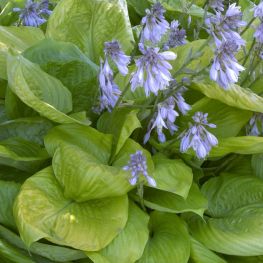 Crin de toamna Hosta Sum and Substance