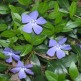 Pervinica