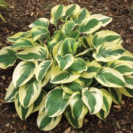 Crin de toamna Hosta Wide Brim