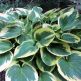 Crin de toamna Hosta Wide Brim