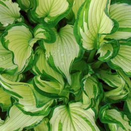 Hosta Fortunei Albopicta