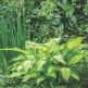 Hosta Fortunei Albopicta