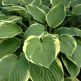 Hosta Fortunei Aureomarginata