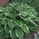 Hosta Fortunei Francee
