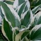 Hosta Fortunei Patriot